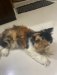 Exotic bloodline calico cat age 5 month running